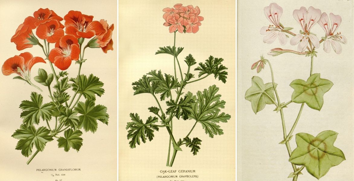 pelargonium