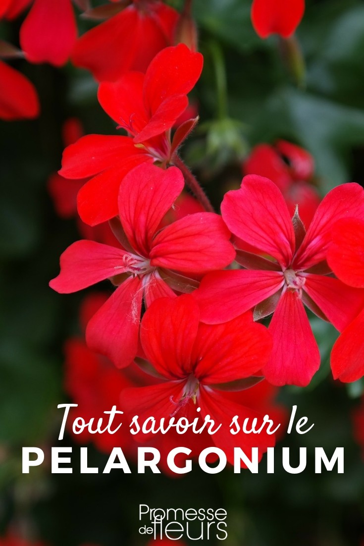 geranium tout savoir