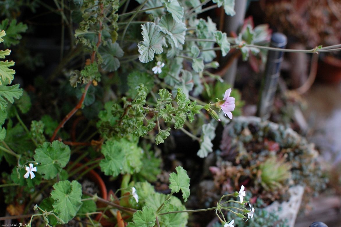 entretien du geranium des balcons