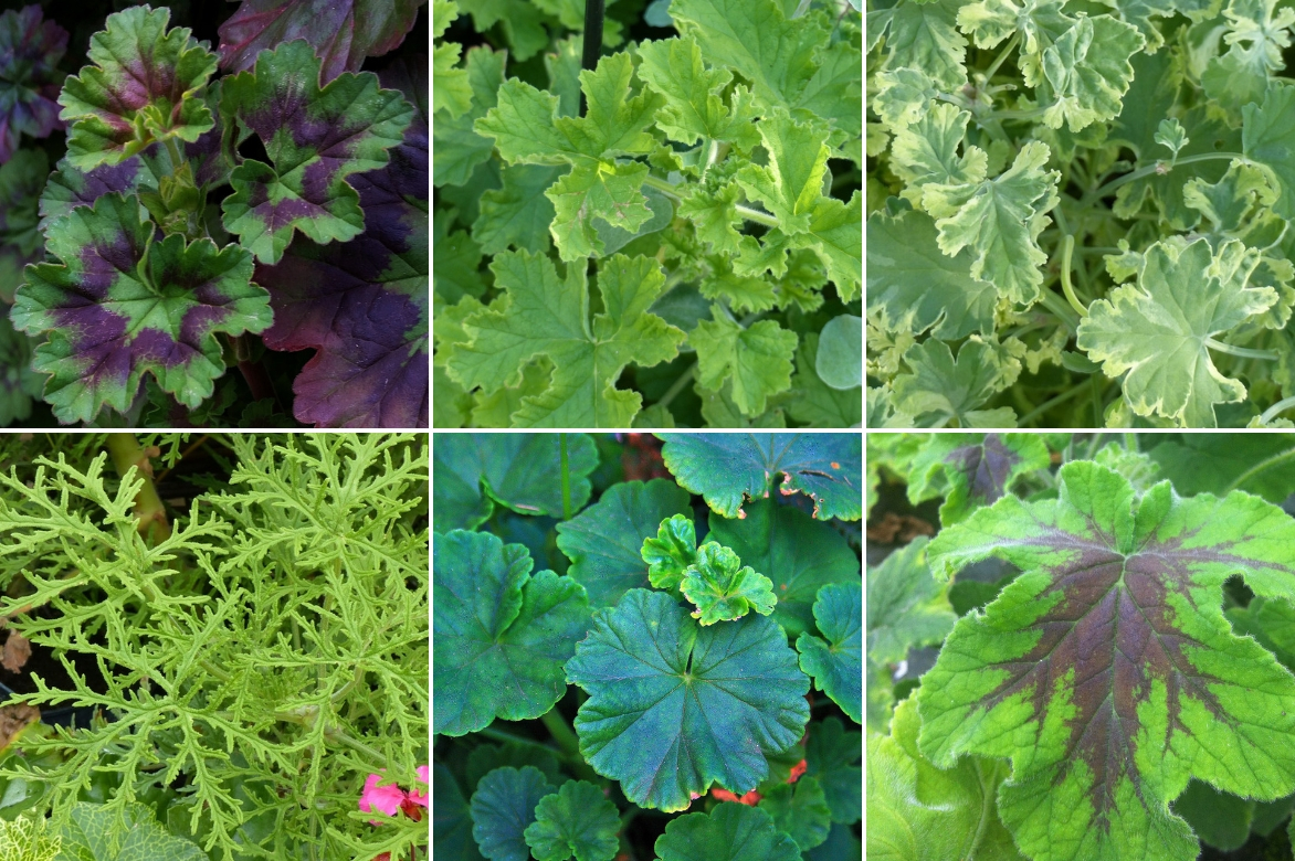 feuilles de geranium des balcons