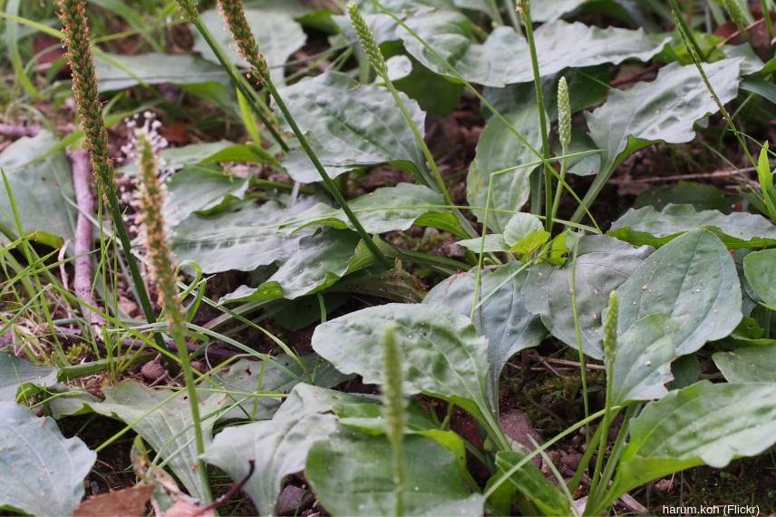 plante medicinale