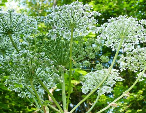 Plante invasive ou plante envahissante : ne mélangeons pas tout !