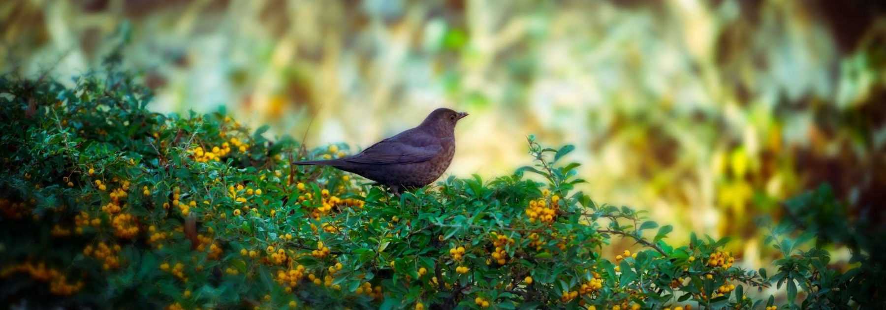 Haie pour les oiseaux : quels arbustes choisir ?