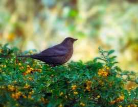 Haie pour les oiseaux : quels arbustes choisir ?