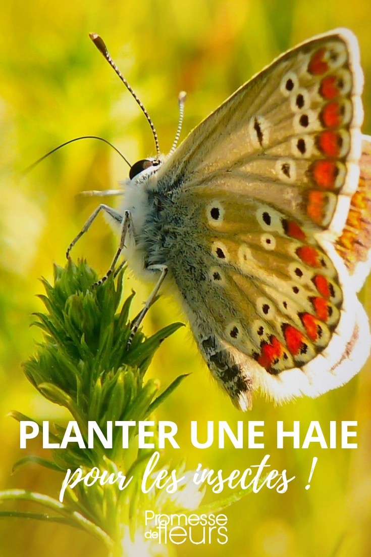 haie insectes