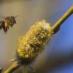 Planter une haie pour les insectes