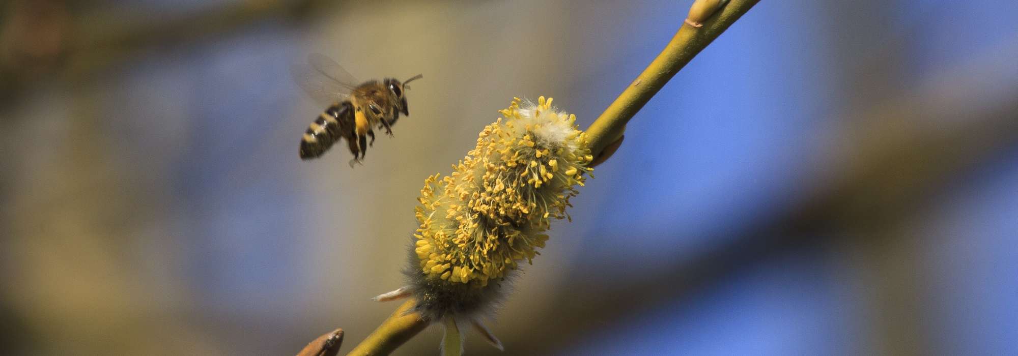 Planter une haie pour les insectes