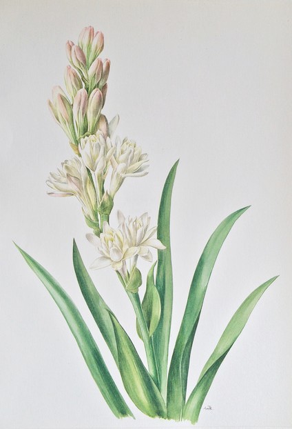 polianthes tuberosa