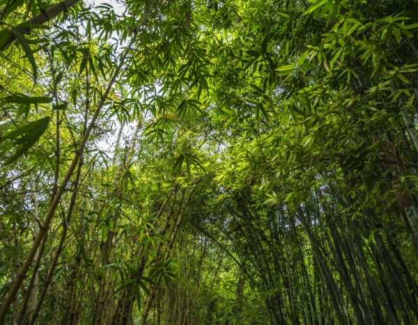 Mes bambous ne poussent pas, pourquoi ?