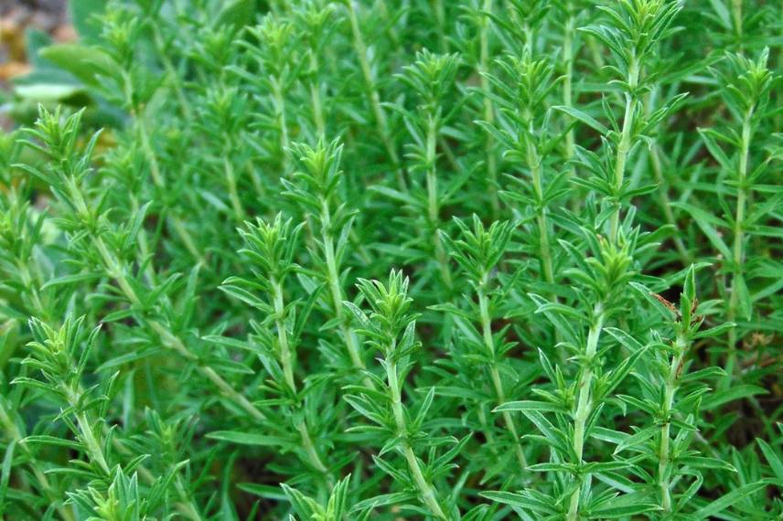 Herbes et plantes médicinales : Orge - EGK