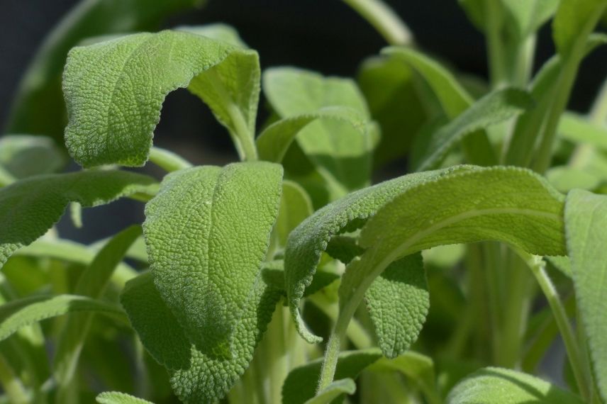 plante medicinale