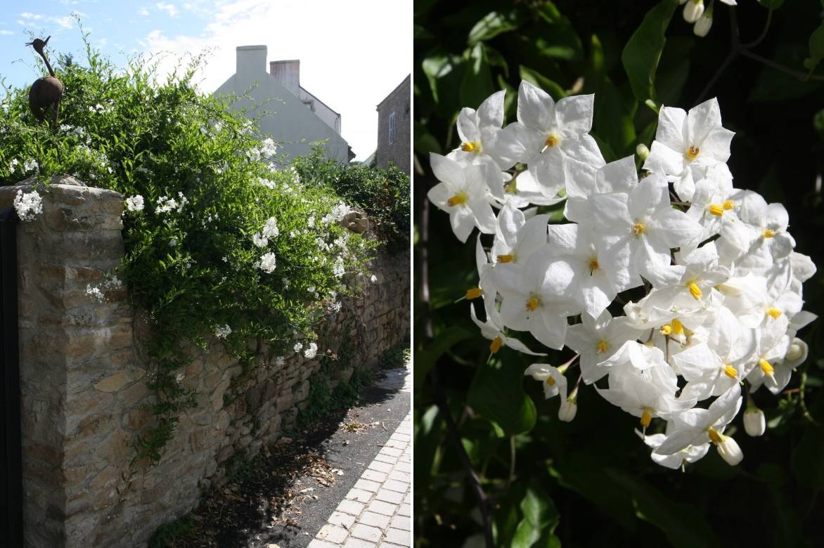 solanum faux jasmin