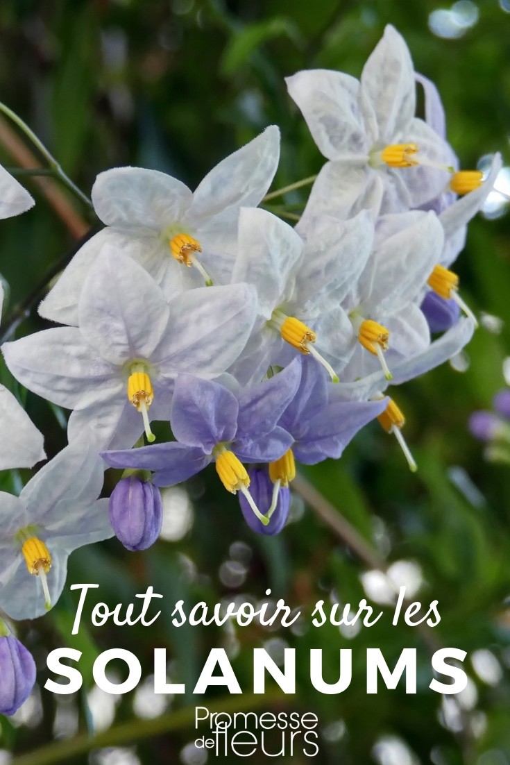 faux jasmin tout savoir