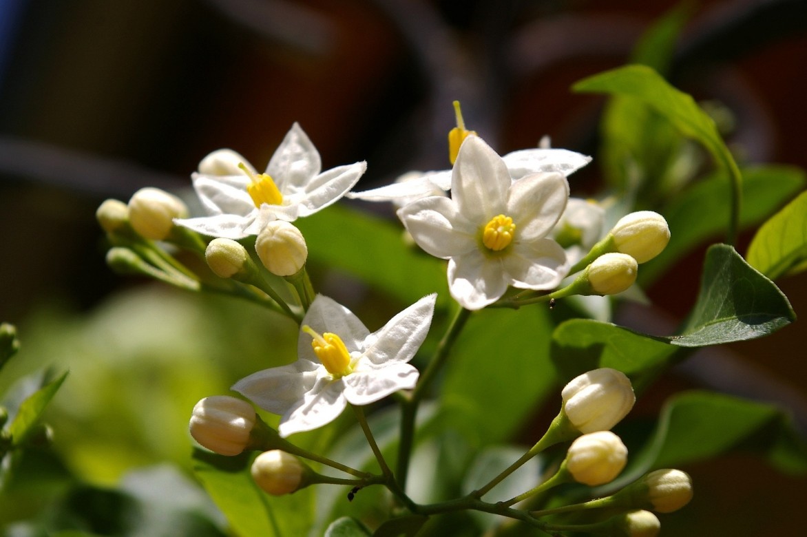 solanum faux jasmin