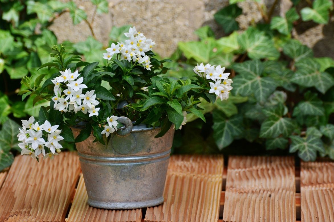 solanum bouquet