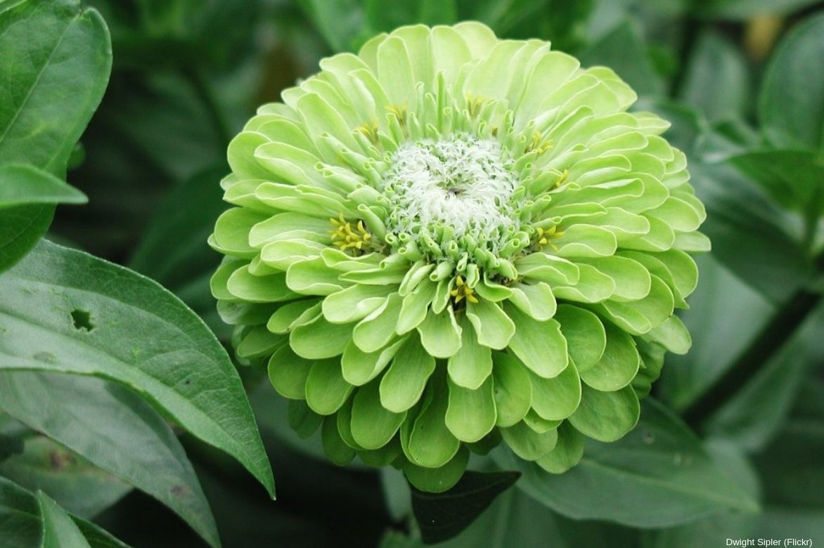 zinnia vert