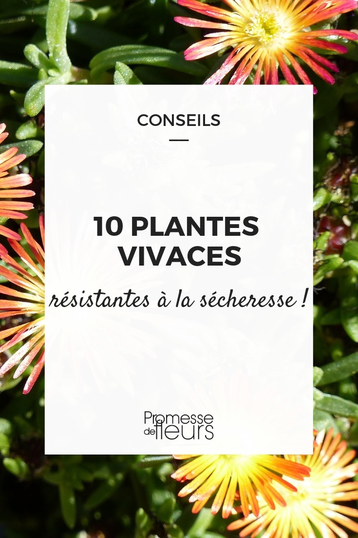 10 fleurs pour le jardin qui aiment la sécheresse