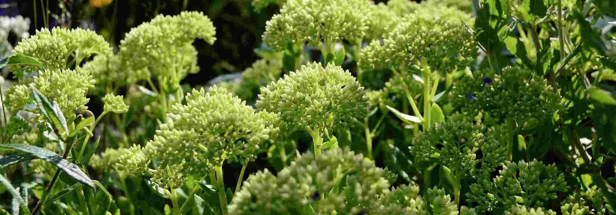 10 Plantes Résistantes à La Sécheresse Pour Jardin Sans Arrosage