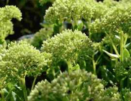 10 plantes vivaces résistantes à la sécheresse pour jardin sans arrosage