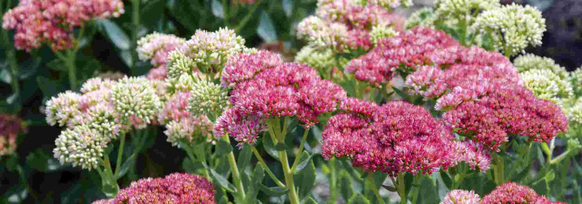 12 Plantes Ultra Résistantes à Adopter Au Jardin Promesse