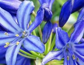 Agapanthe : planter, cultiver et entretenir