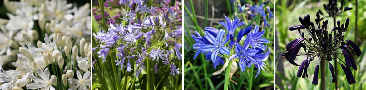 Agapanthus Pl