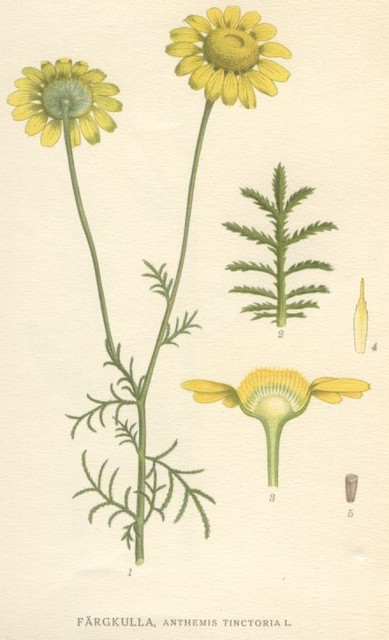 marguerite