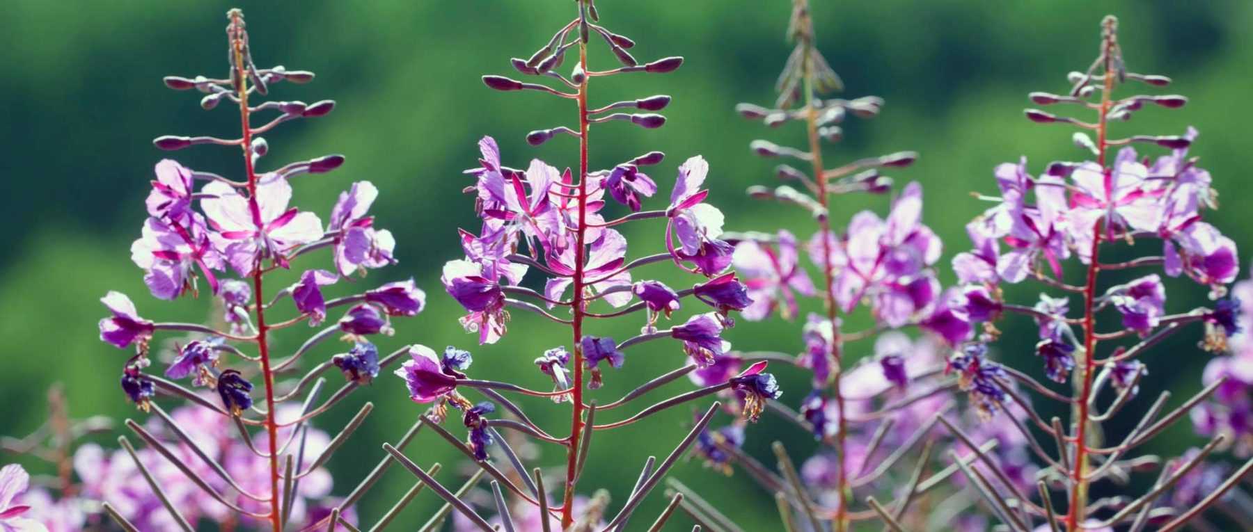 Verveine : plantation, entretien, culture - Marie Claire