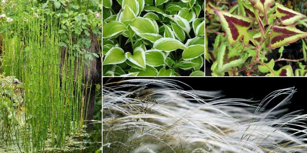 Prêle, Equisetum : planter, cultiver et entretenir - Conseils