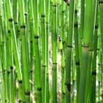 Prêle, Equisetum : plantation, culture et entretien