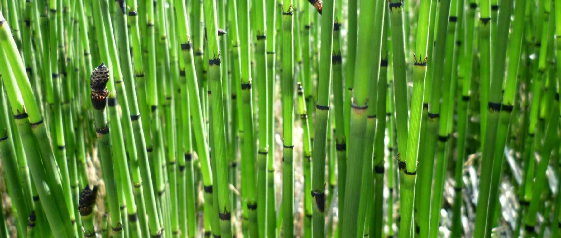 Prêle, Equisetum : plantation, culture et entretien