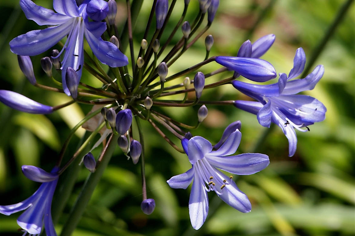 Fleurs d'agapanthus