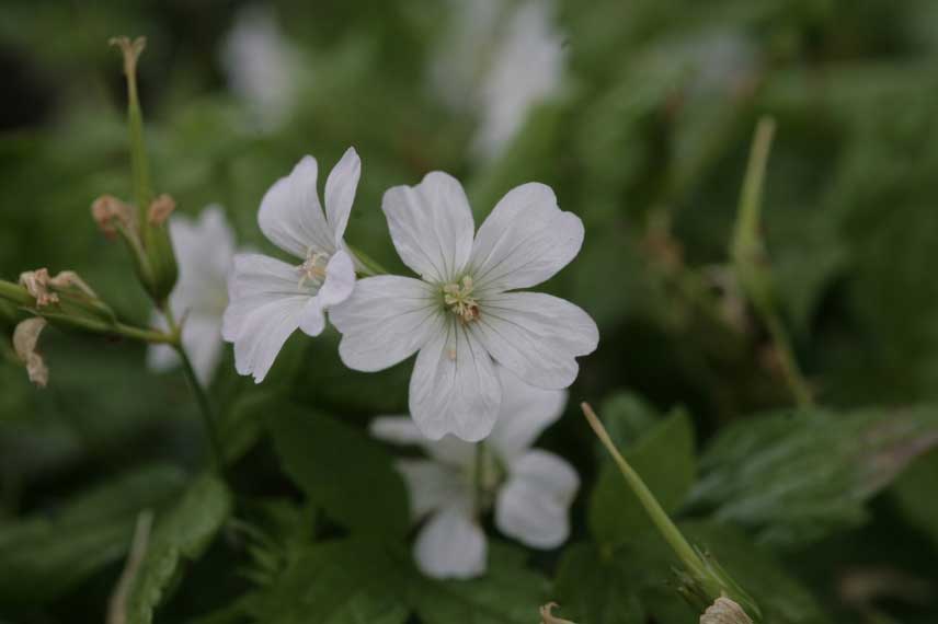 Géranium vivace nodosum Silverwood, une valeur sûre pour l'ombre