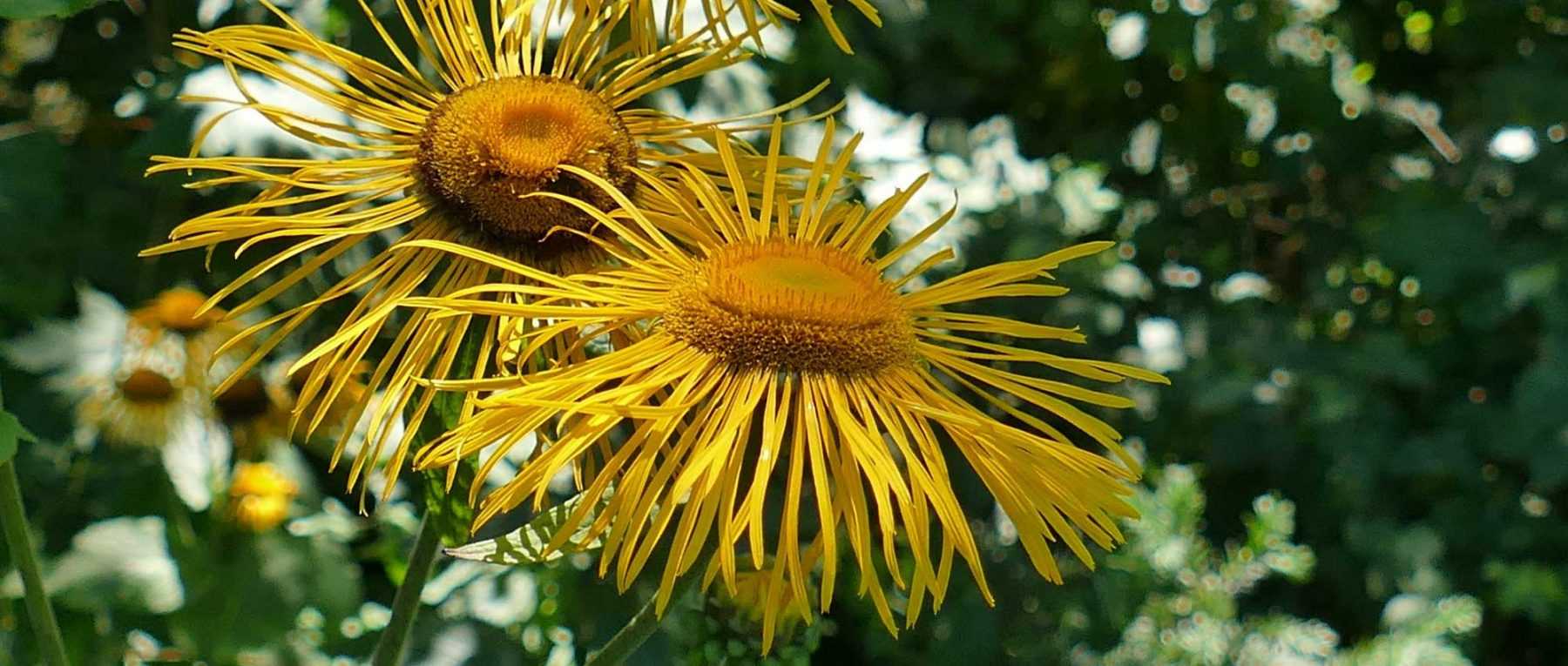 Inula, Aunée : planter, cultiver et entretenir