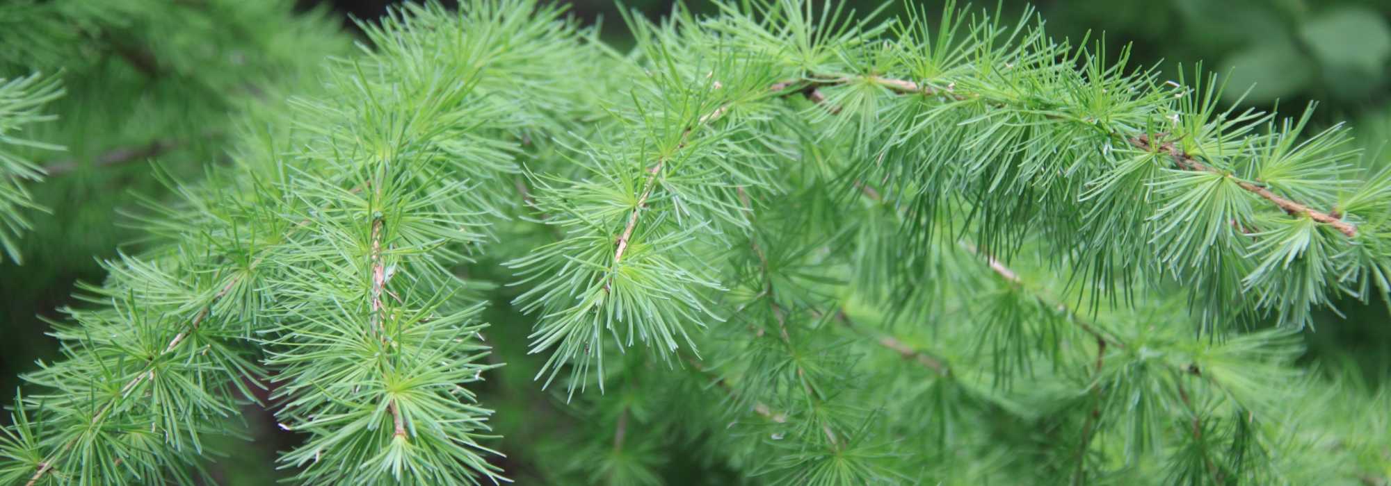 Mélèze, Larix : planter, tailler et entretenir