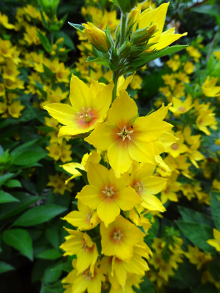 Lysimachia punctata