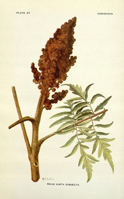 sumac