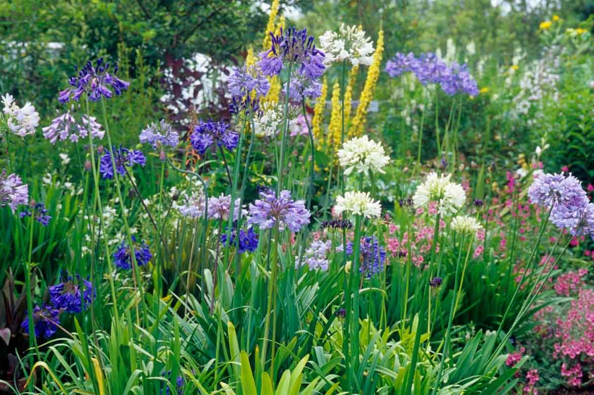 Massif d'agapanthes bleues et blanches