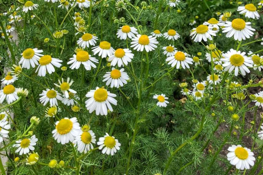 Les tisanes de mon jardin - Perpétuelle