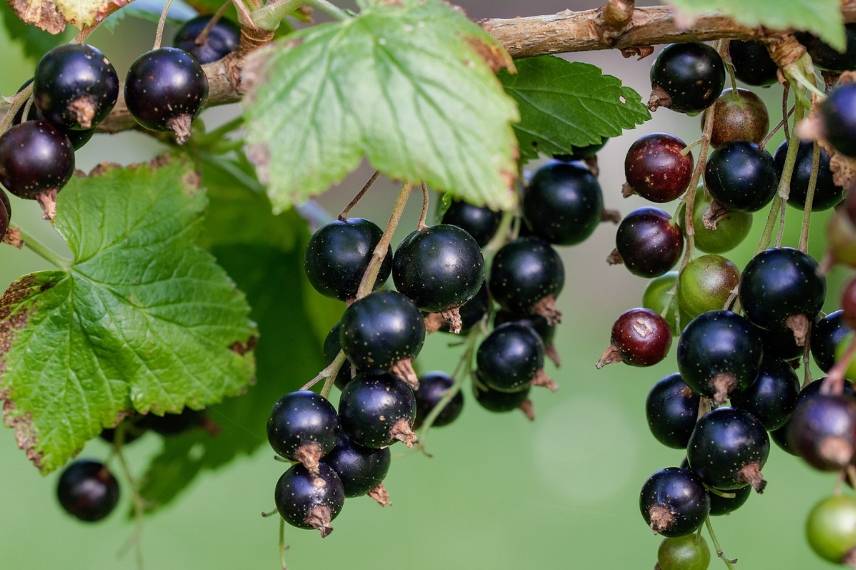 infusion de cassis