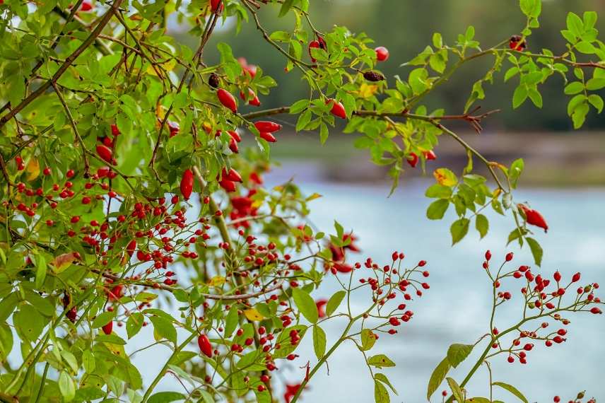 Les tisanes de mon jardin - Perpétuelle