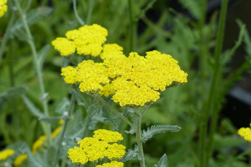 achillea