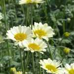 Anthemis : planter, entretenir