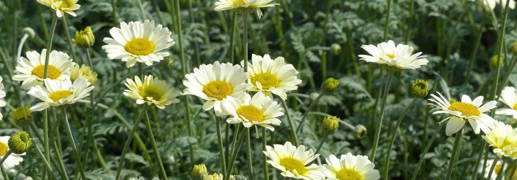 Anthemis : planter, entretenir