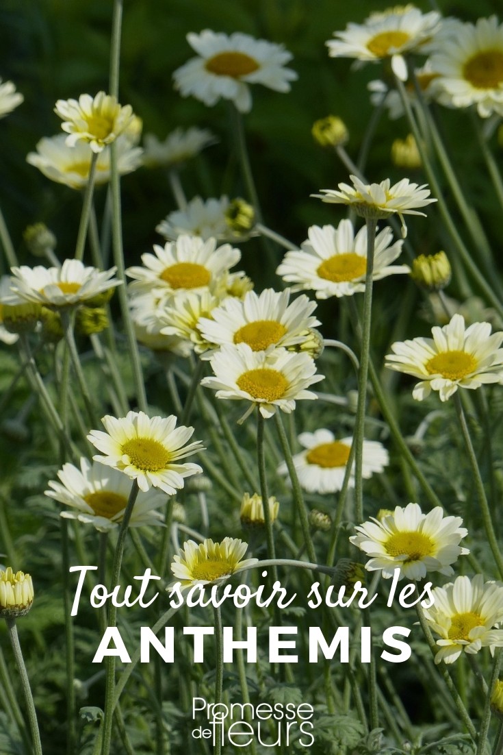 marguerite tout savoir