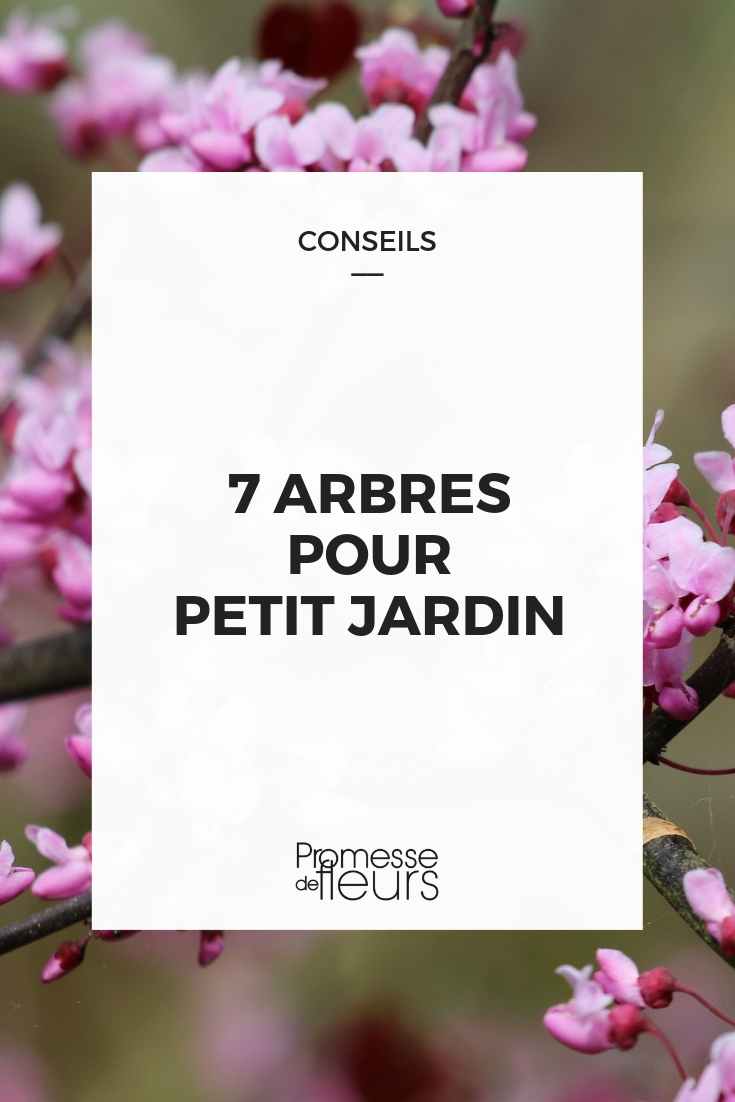 Arbres à croissance rapide : notre sélection - Promesse de Fleurs