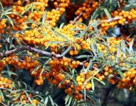 Argousier : plantation, culture et entretien