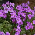 Aubriète, Aubrieta : semer, planter, cultiver