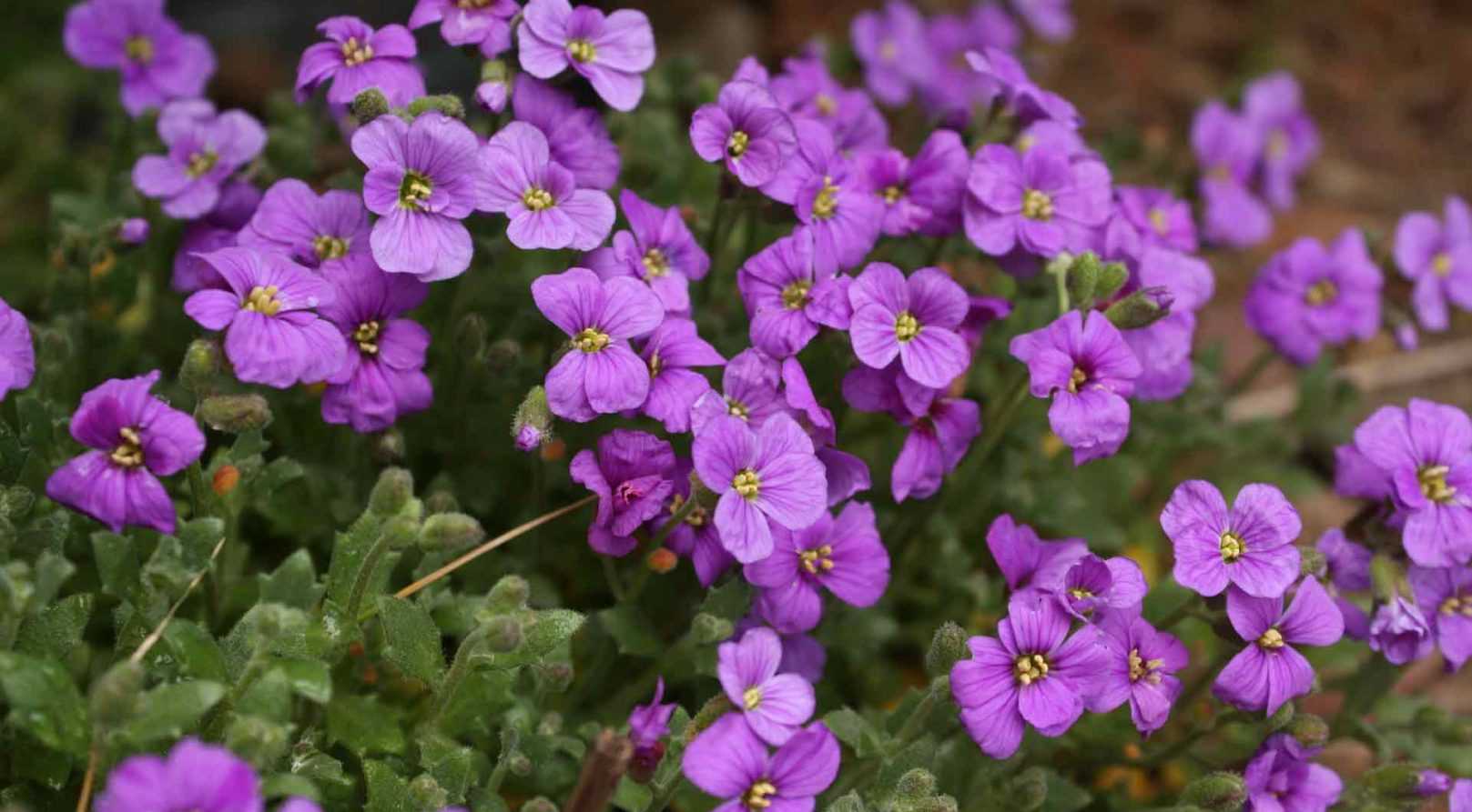 Aubriète, Aubrieta : semer, planter, cultiver