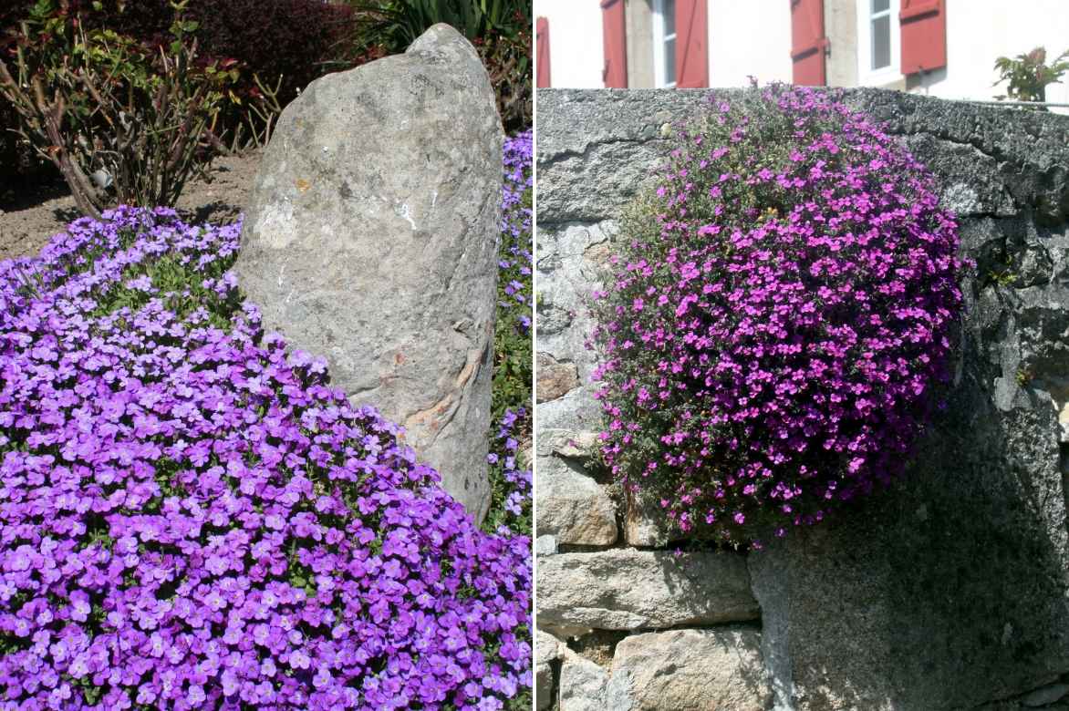 aubrieta sur muret ou rocaille